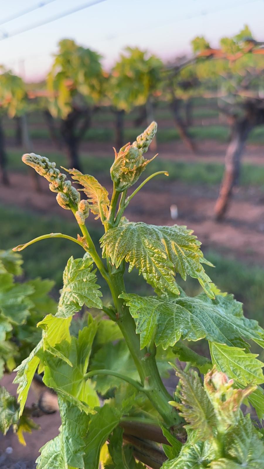 Grapes-Farms-SVP