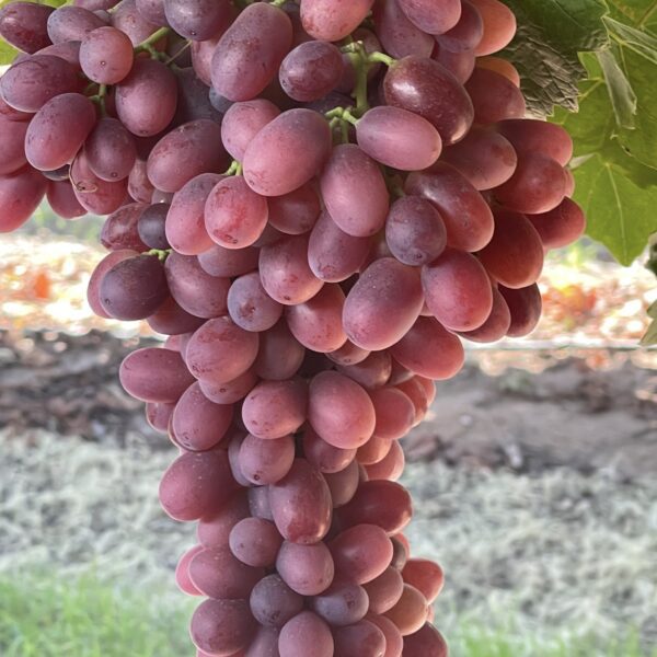 Crimson Seedless